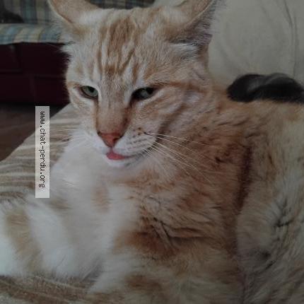 Photo 1/1 ODI Chat lost in Druelle balsac