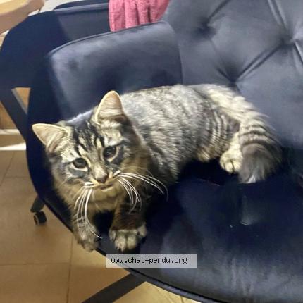Foto einer gefundenen Katze in Forel Lavaux Mollie Margot