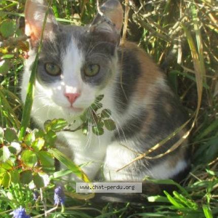 Photo 1/1 Pastelle Chat lost in Voreppe