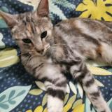 Picture of cat found at Poisy