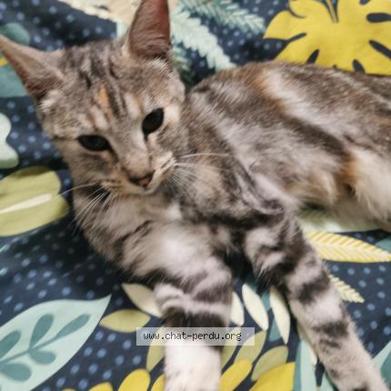 Photo 1/1 Found cat Found in Poisy