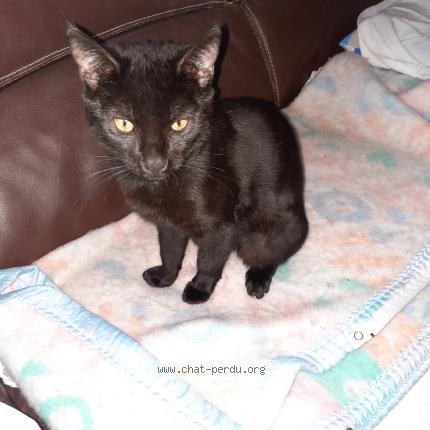 Photo 1/1 PetitMinet Chat lost in Vienne