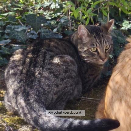 Photo 1/1 Nimba Chat lost in La clayette