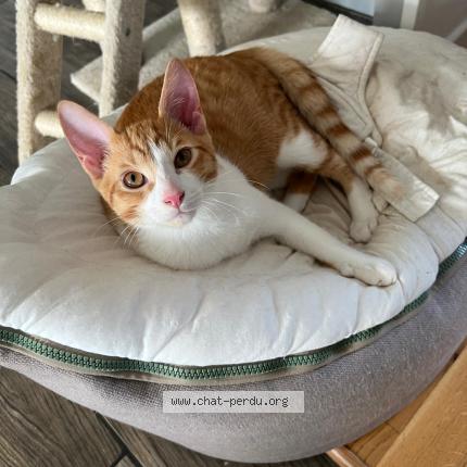 Photo 1/1 Uby Chat lost in Beaufort en anjou