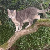Picture of cat lost at Saint Martin La Campagne