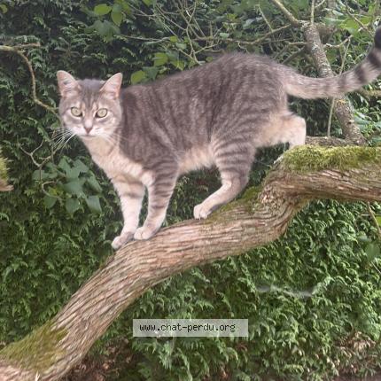 Photo 1/1 Cookie Chat lost in Saint martin la campagne