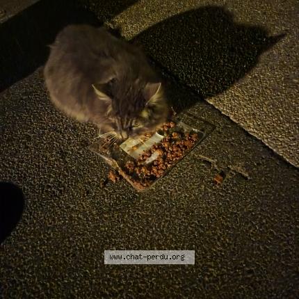 Photo 1/1 Found cat Found in Herouville st clair