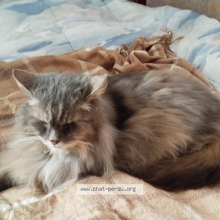 Photo 2/4 Found cat Found in Herouville st clair