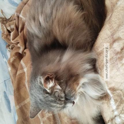 Photo 3/4 Found cat Found in Herouville st clair