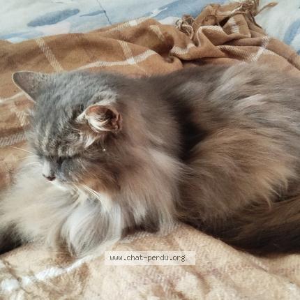 Photo 4/4 Found cat Found in Herouville st clair