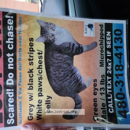 Photo 1/1 Reggie Jonasen Chat lost in Scottsdale az