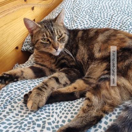 Photo 1/1 Poupette Chat lost in Brenouille