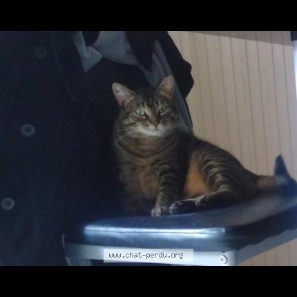 Photo 1/1 Lilou Blacky sur le tatouage Chat lost in Bonnay