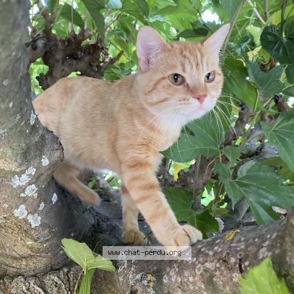 Photo 1/1 Winston Chat lost in Meyreuil