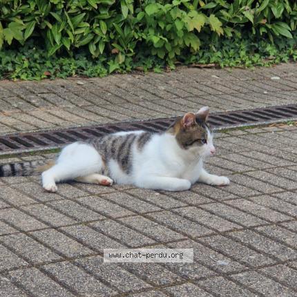 Photo 1/1 Moussi Chat lost in Bourgoin jallieu