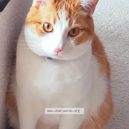 Photo 1/1 Filou Chat lost in Petite foret