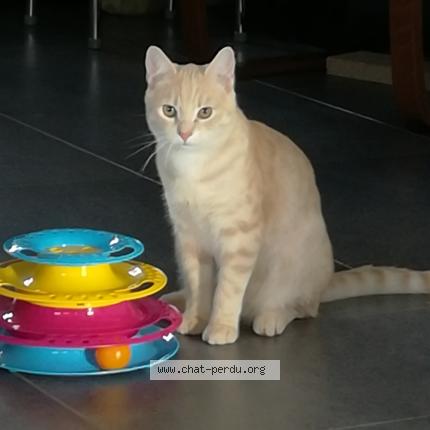 Photo 1/1 Haru Chat lost in Duisans