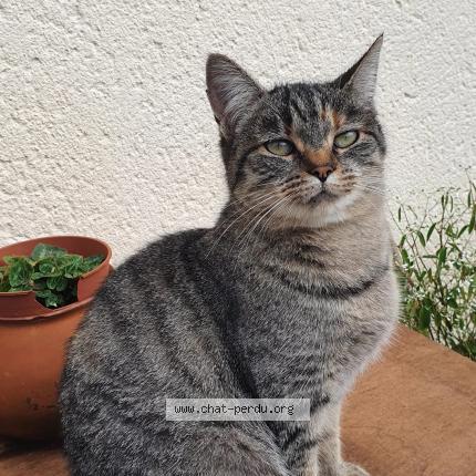 Photo 1/1 Grisette Chat lost in Le retail