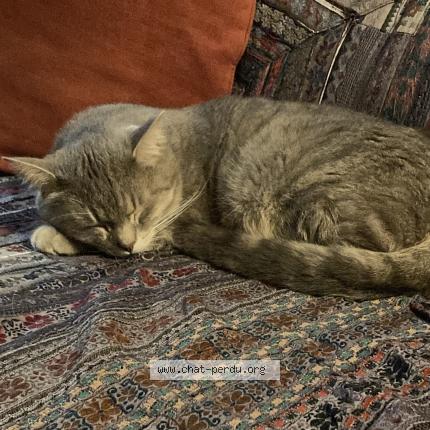 Photo 1/1 Otis Chat lost in Coirac