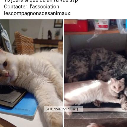 Photo 1/1 Servant Belle Chat lost in Le peyrat