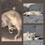 Picture of cat lost at Valleiry