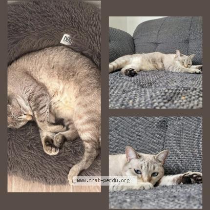 Photo 1/1 Flocon Chat lost in Valleiry