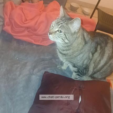 Photo 1/1 Ruby Chat lost in Istres