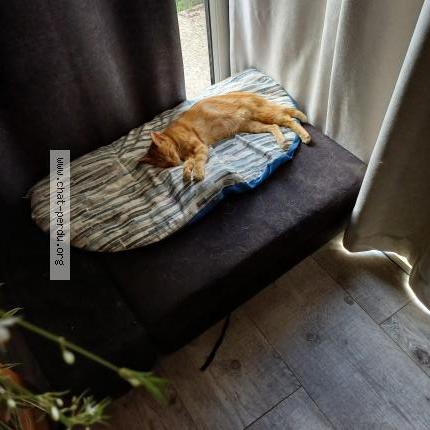 Photo 1/3 Zora Chat lost in Le lardin saint lazare