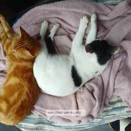 Photo 2/3 Zora Chat lost in Le lardin saint lazare