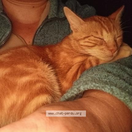 Photo 3/3 Zora Chat lost in Le lardin saint lazare