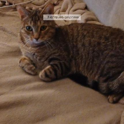 Photo 1/1 Miki Chat lost in Pollestres