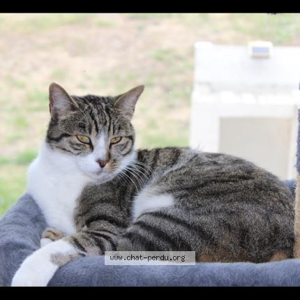 Photo 1/1 Mojito Chat lost in Sigoules