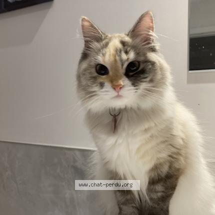 Photo 1/1 Hope Chat lost in Repentigny