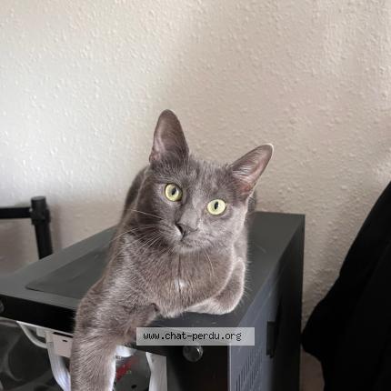 Photo 1/1 Koumi Chat lost in Montpellier