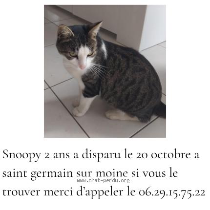 Photo 1/1 Snoopy Chat lost in Saint germain sur moine