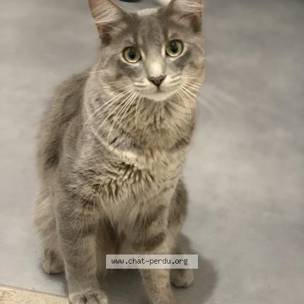 Photo 1/2 Milo Chat lost in Nantes