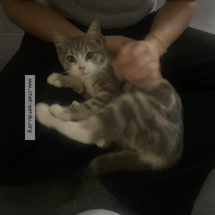 Photo 1/1 Found cat Found in Ecommoy