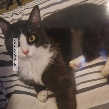 Photo 1/1 Luffy Chat lost in Airvault