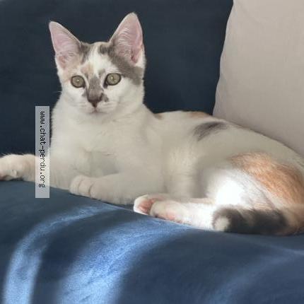 Photo 1/1 Princesse Chat lost in Tullins