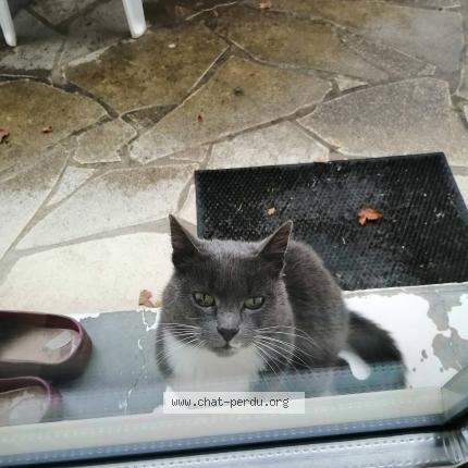 Photo 1/4 Found cat Found in Aunay sous crecy