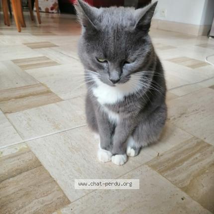 Photo 2/4 Found cat Found in Aunay sous crecy