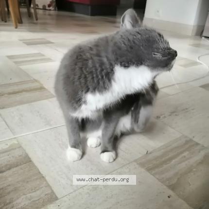 Photo 3/4 Found cat Found in Aunay sous crecy