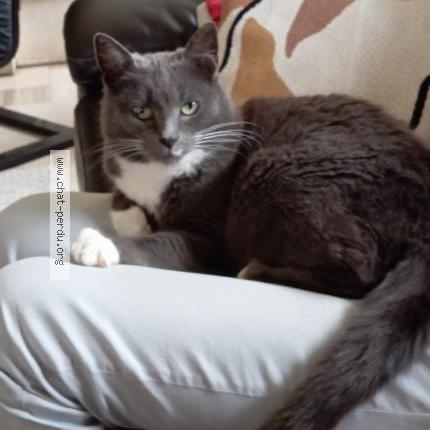 Photo 4/4 Found cat Found in Aunay sous crecy