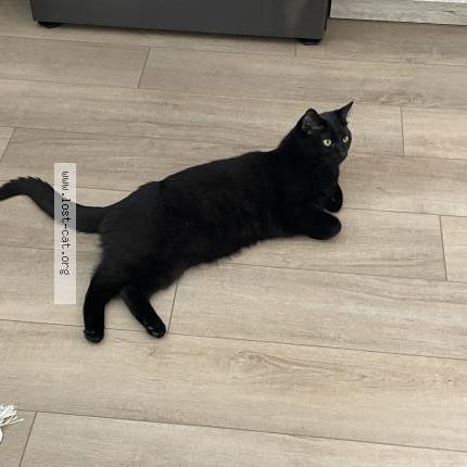 Photo 1/1 Lulu Chat lost in Loretto