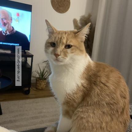 Photo 1/1 Tao Chat lost in Villenave d ornon