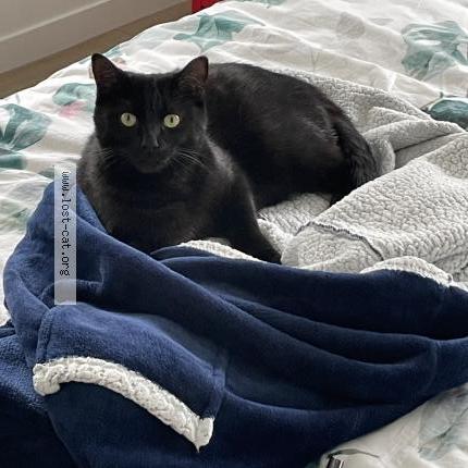 Photo 1/1 Lulu Chat lost in Loretto