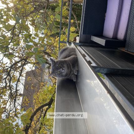 Photo 1/1 Rio Chat lost in Hegenheim