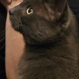 Picture of cat lost at L Isle D Abeau