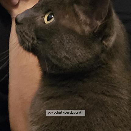 Photo 1/1 Gribouille Chat lost in L isle d abeau