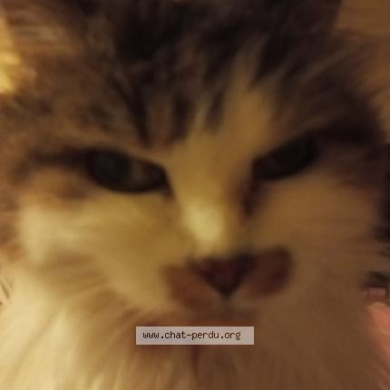 Photo 1/1 Scarlett Chat lost in Le mans